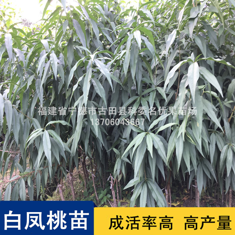 福建白鳳桃苗圖片