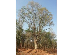 供應(yīng)湖北叢生樸樹，荊門樸樹京山樸樹 荊州樸樹價(jià)格