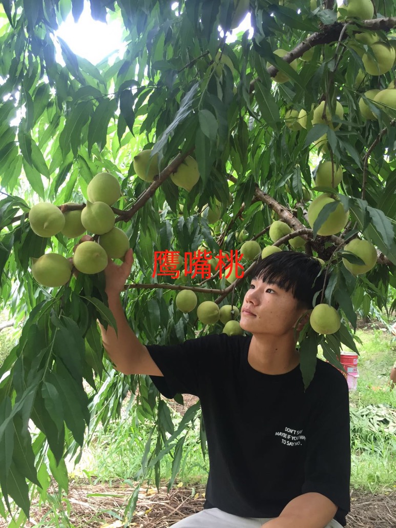 桃苗圖片/桃苗樣板圖 (2)