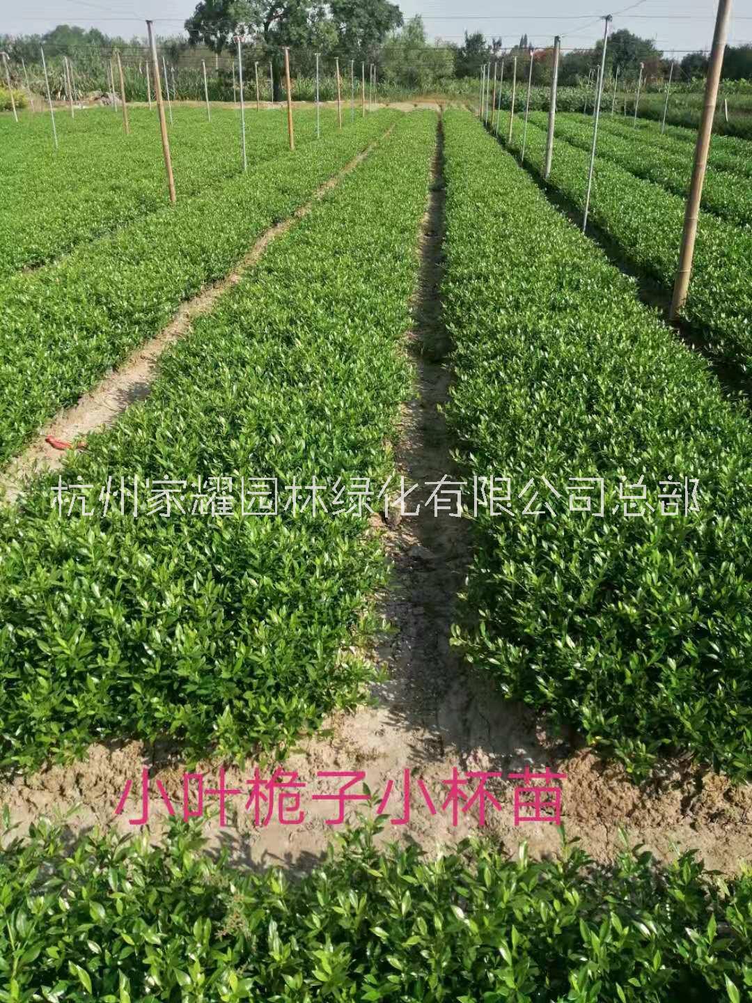 繡線圖片/繡線樣板圖 (2)