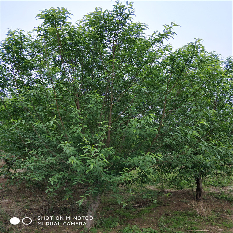 9公分菊花碧桃基地9公分菊花碧桃價格暢購無憂好貨價低