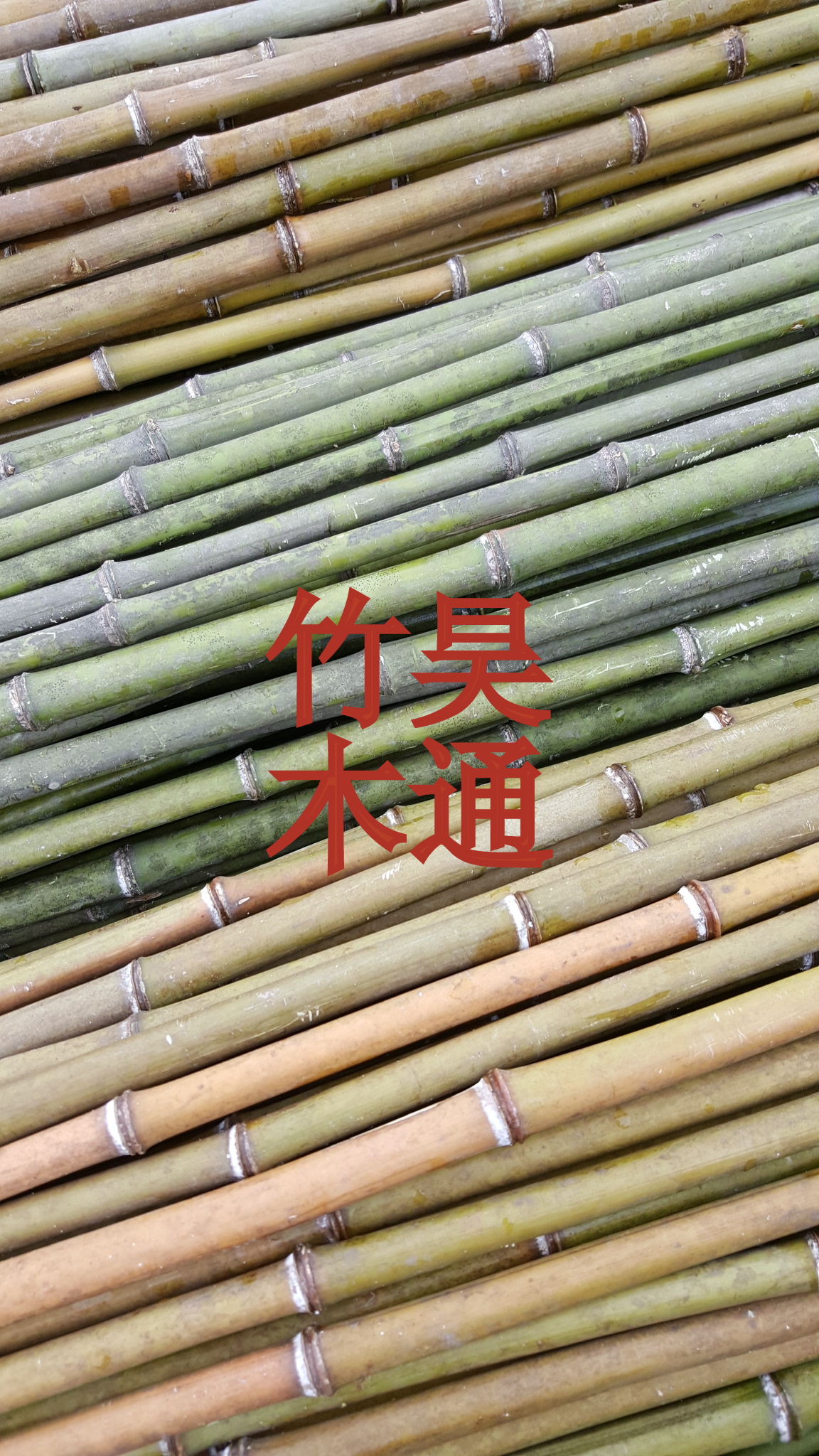 菜架竹竿圖片/菜架竹竿樣板圖 (3)