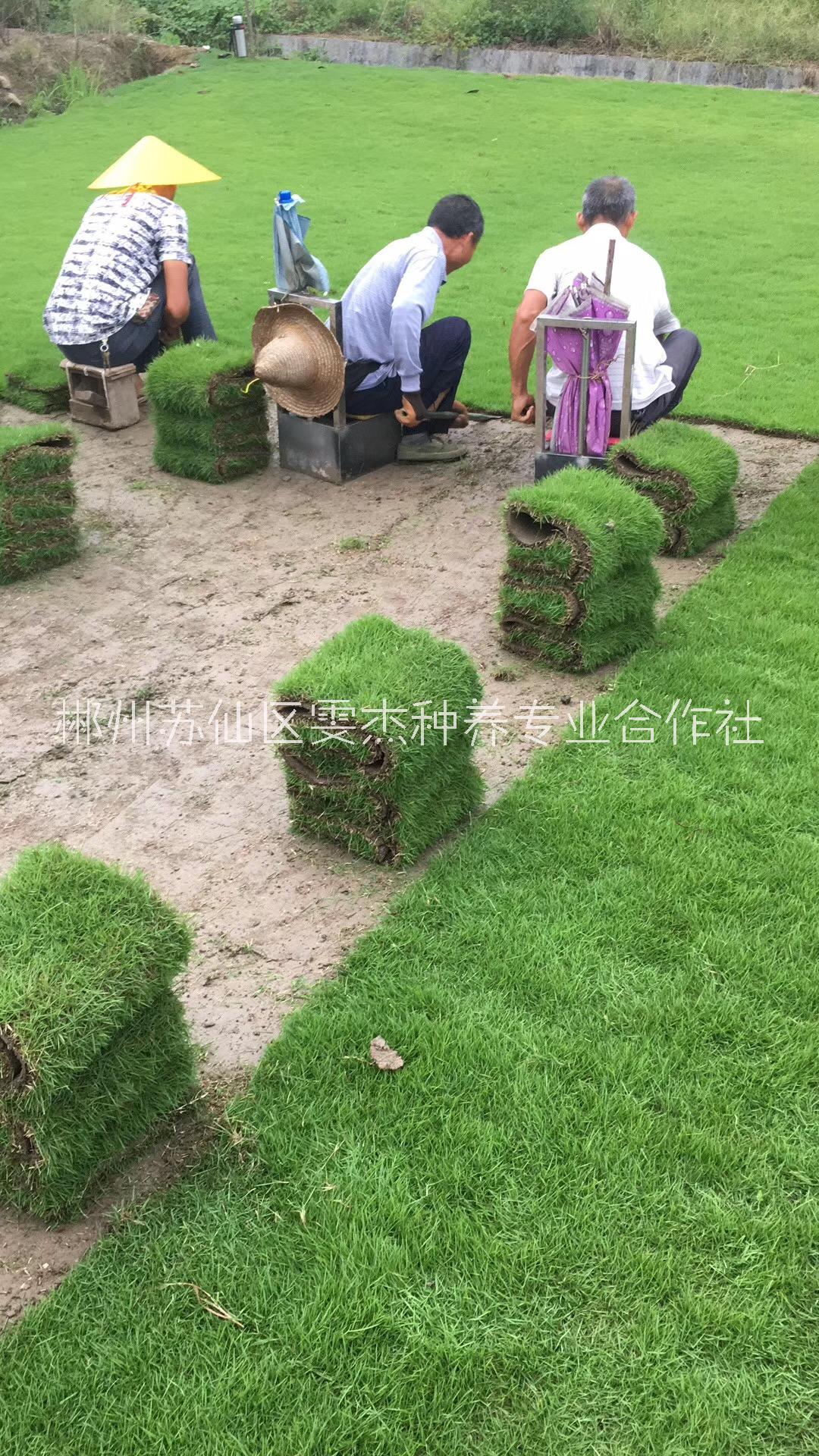 馬尼拉草皮圖片/馬尼拉草皮樣板圖 (4)