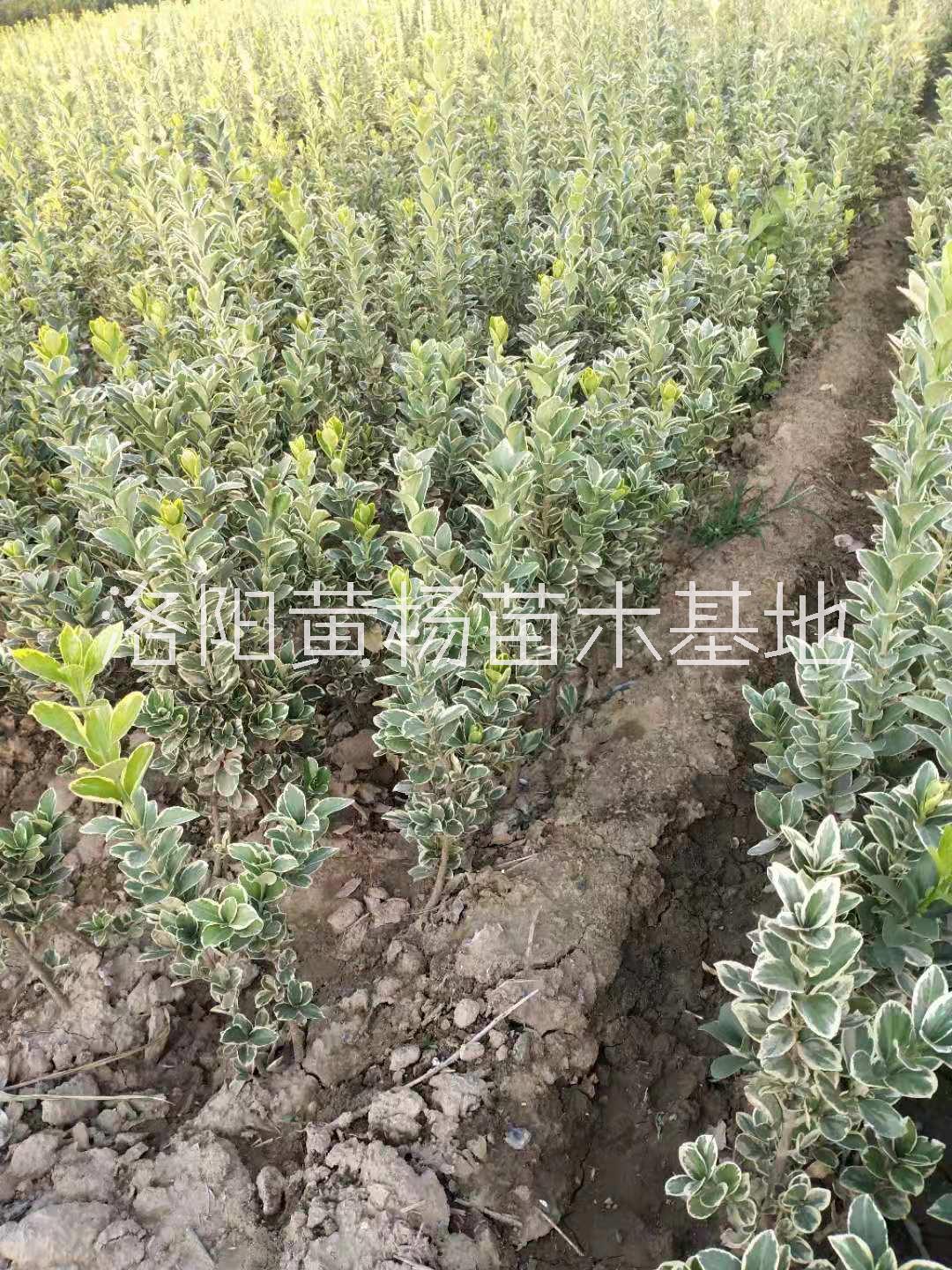 金邊黃楊苗價格圖片/金邊黃楊苗價格樣板圖 (2)