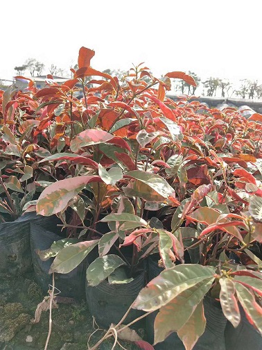 漳州基地大量供應(yīng)工程綠化袋苗杯苗小苗紅背桂