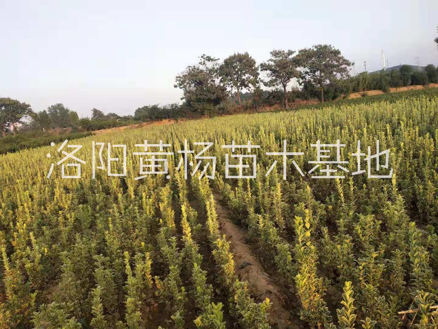 鄭州市金邊黃楊苗基地-各種規(guī)格黃楊苗批發(fā)-價格