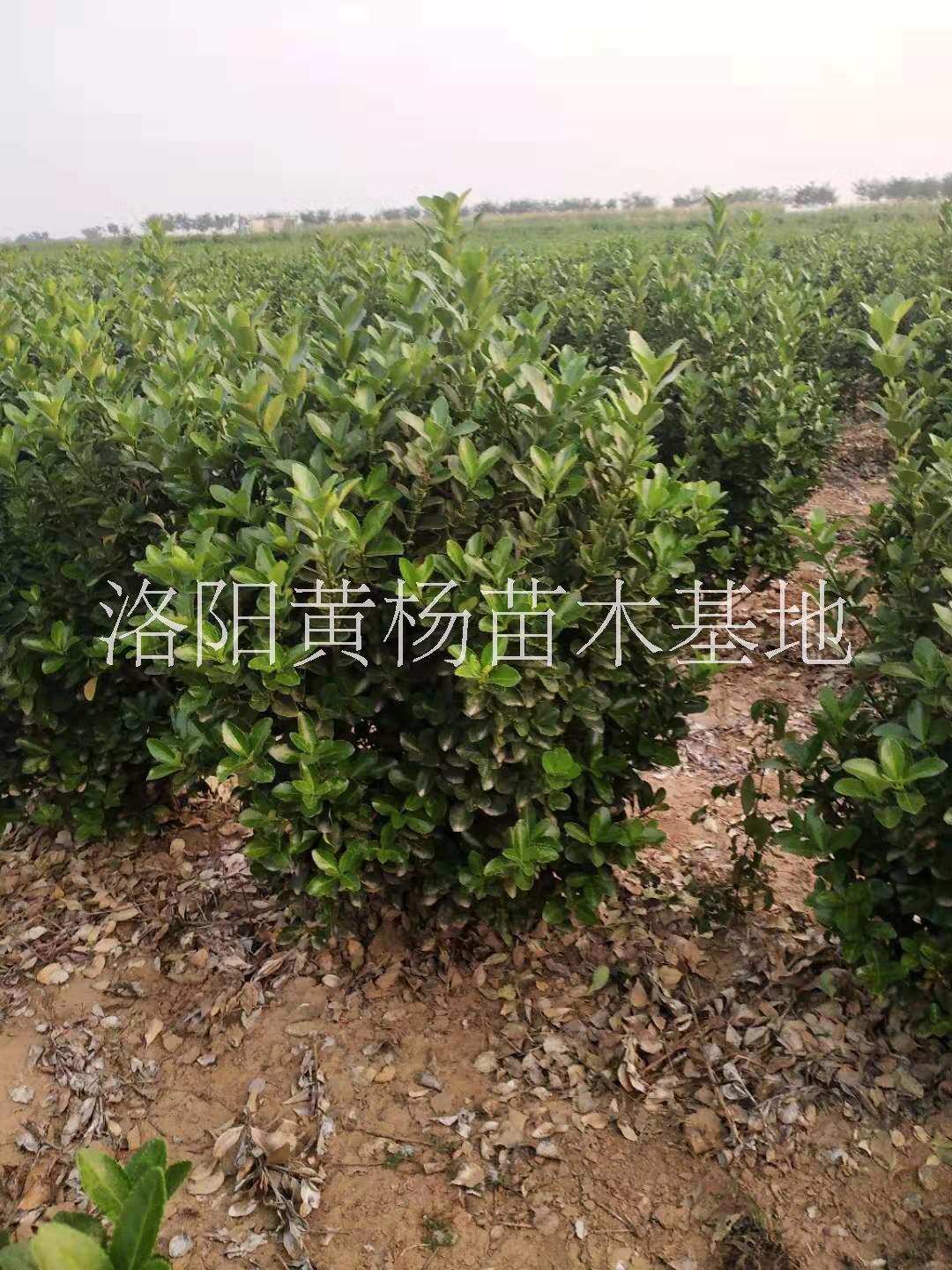 大葉黃楊50－60毛球圖片