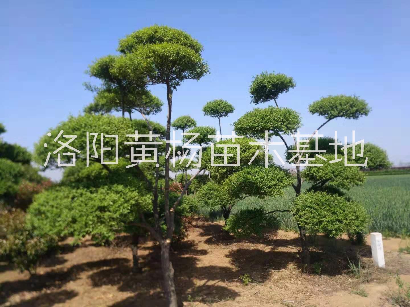 女貞造型圖片/女貞造型樣板圖 (4)