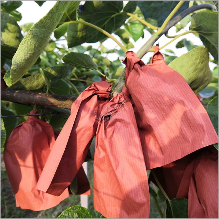 紅陽(yáng)獼猴桃圖片/紅陽(yáng)獼猴桃樣板圖 (3)