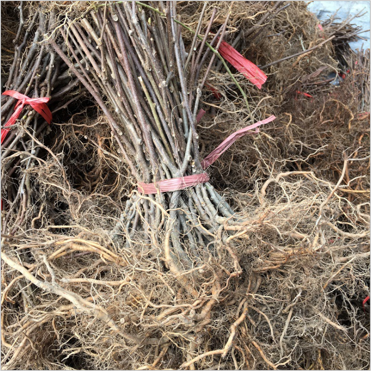 中華野生獼猴苗圖片/中華野生獼猴苗樣板圖 (4)