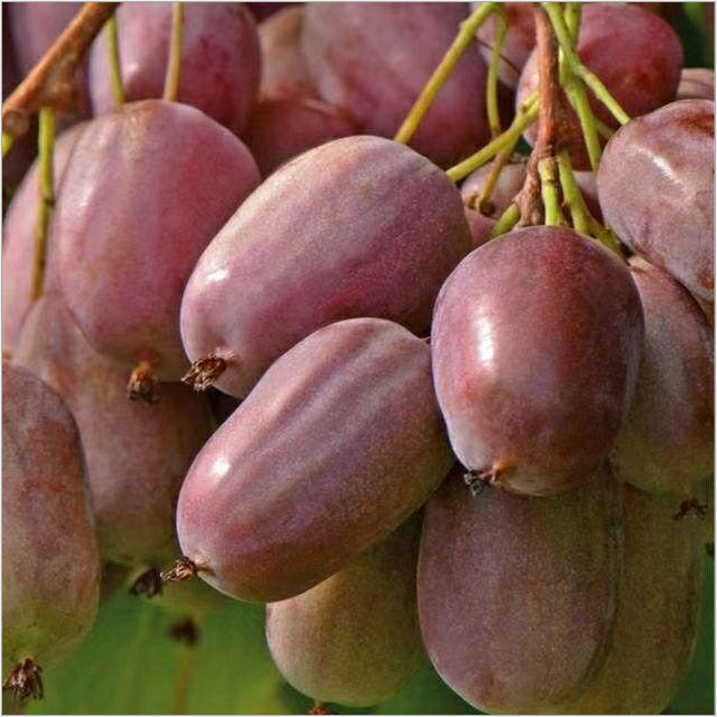 獼猴桃樹(shù)苗圖片