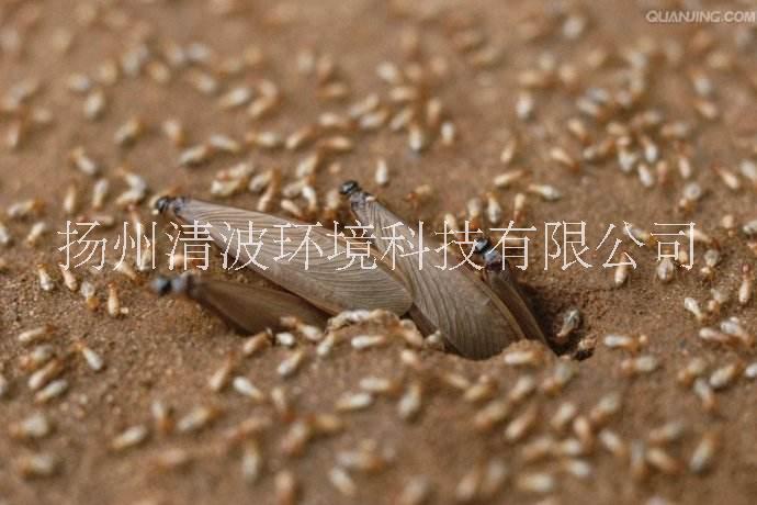 白蟻公司圖片/白蟻公司樣板圖 (4)