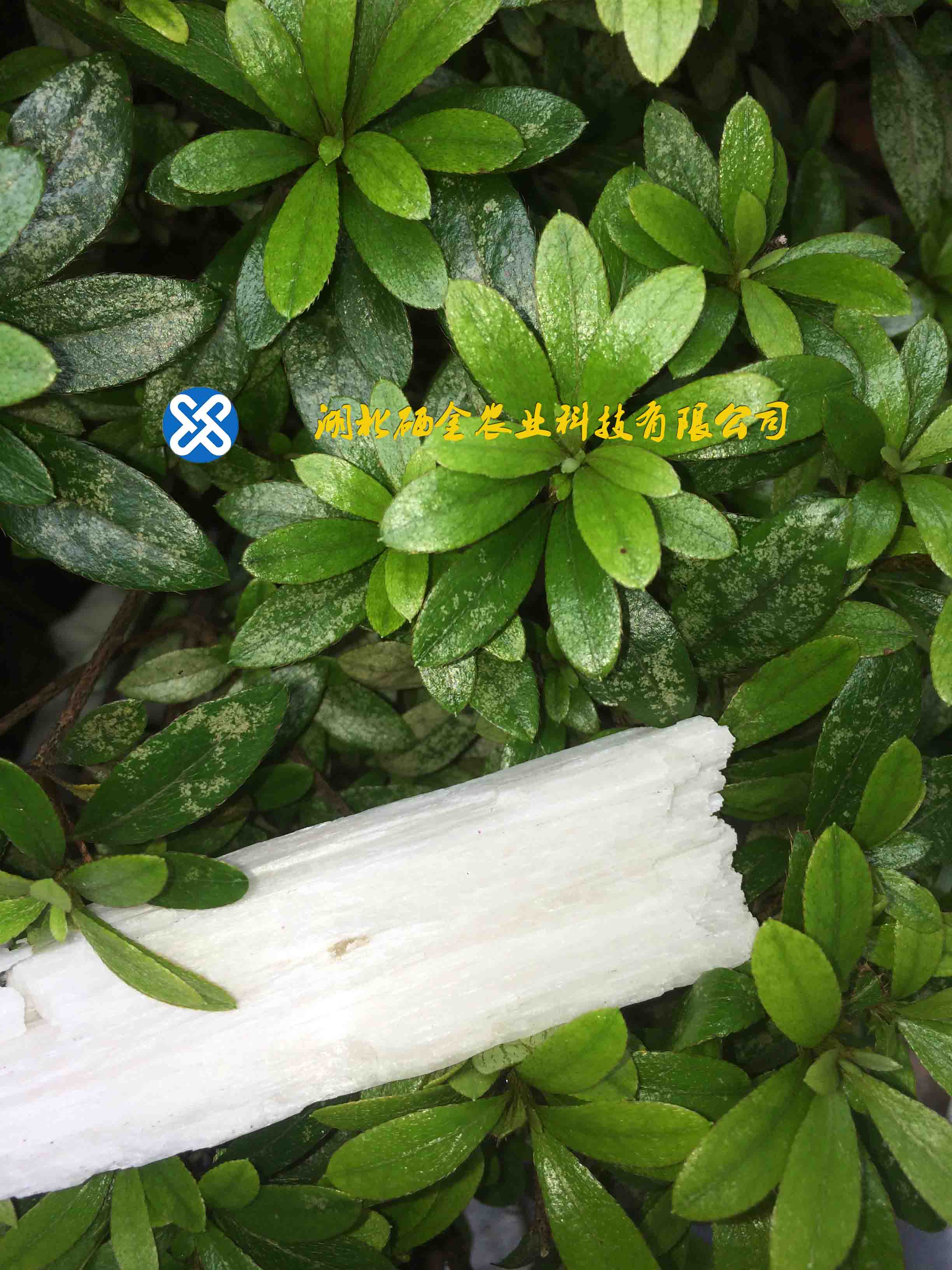 硅Gai鎂肥圖片/硅Gai鎂肥樣板圖 (2)