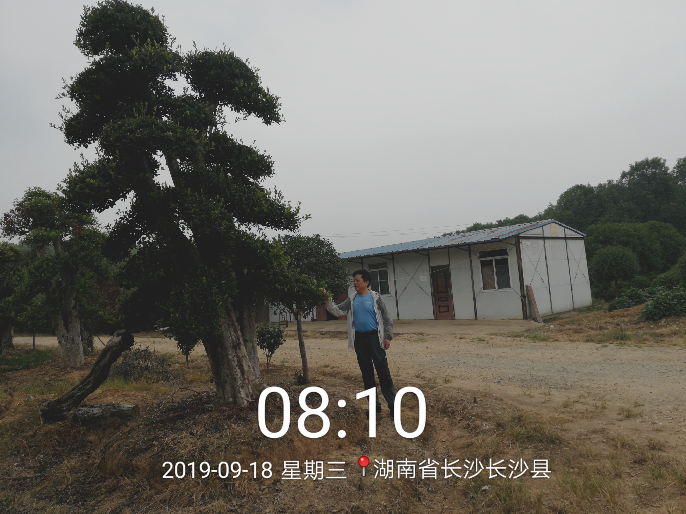 湖北羅母石楠（造型）基地圖片