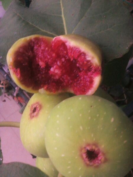 紫果無花果圖片