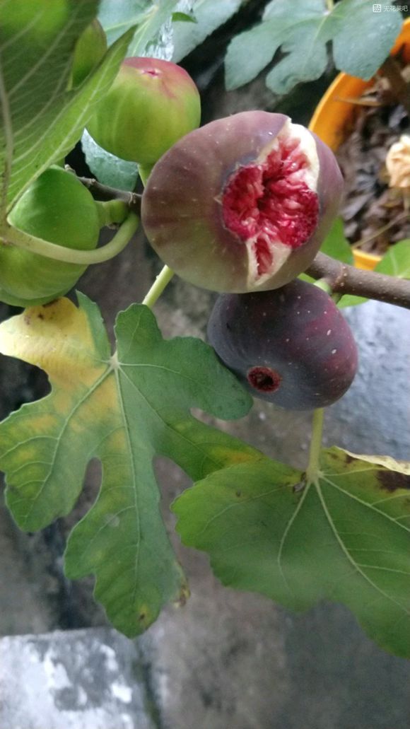 無(wú)花果圖片/無(wú)花果樣板圖 (4)