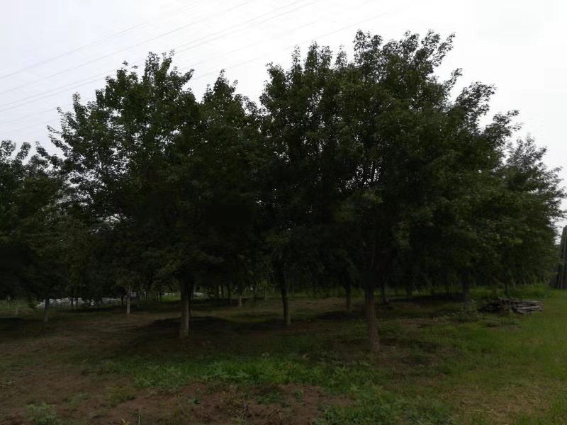 湖北胸徑元寶楓基地-【湖北15-35cm元寶楓價(jià)格】