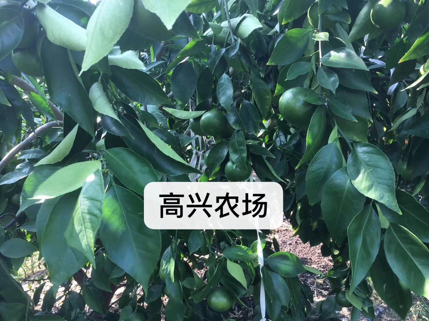 黃美人圖片/黃美人樣板圖 (2)