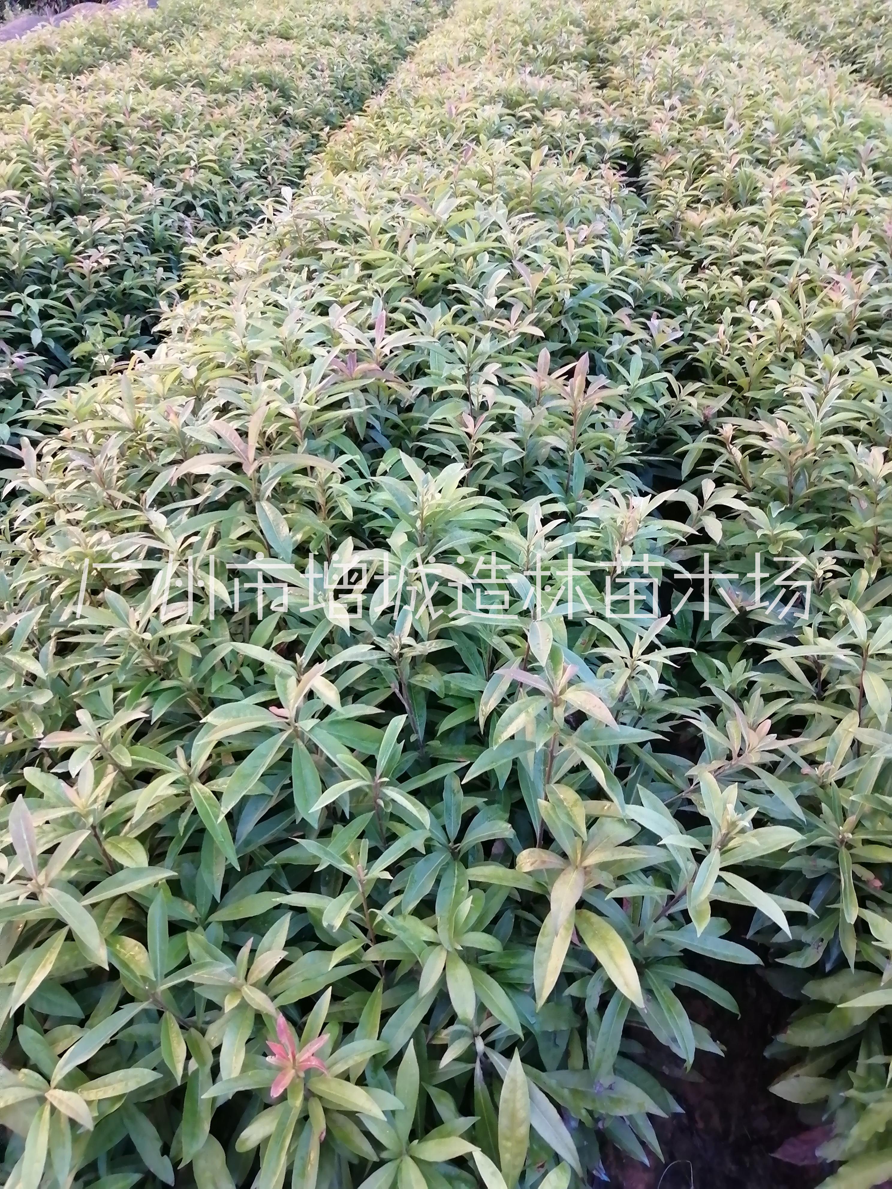 荷木小苗圖片