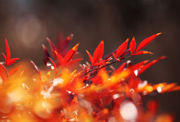 江苏溧阳南天竺种植基地图片