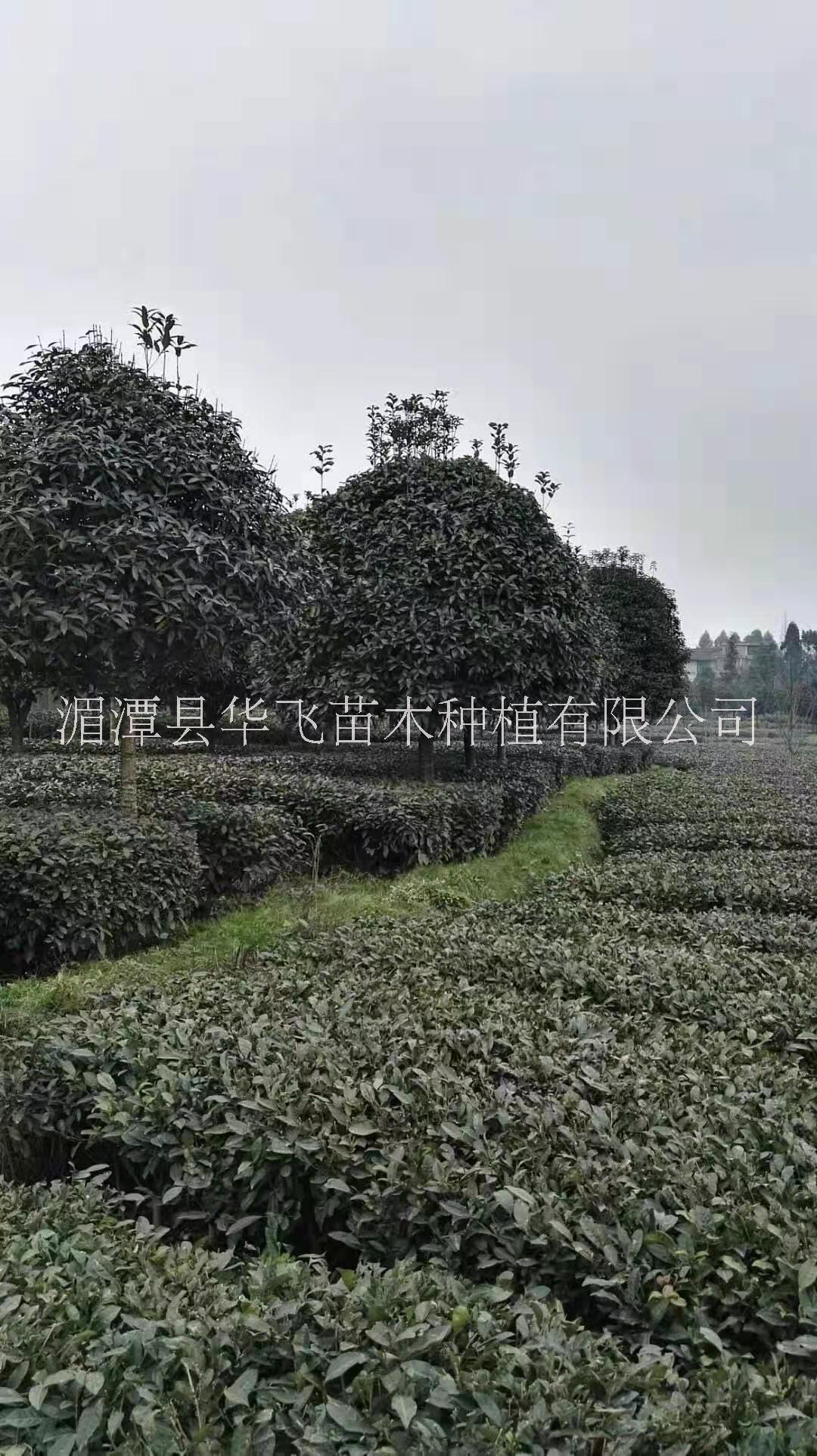 遵义直销八月桂花树3-4公分，10公分桂花树供应，供应10公分桂花树图片