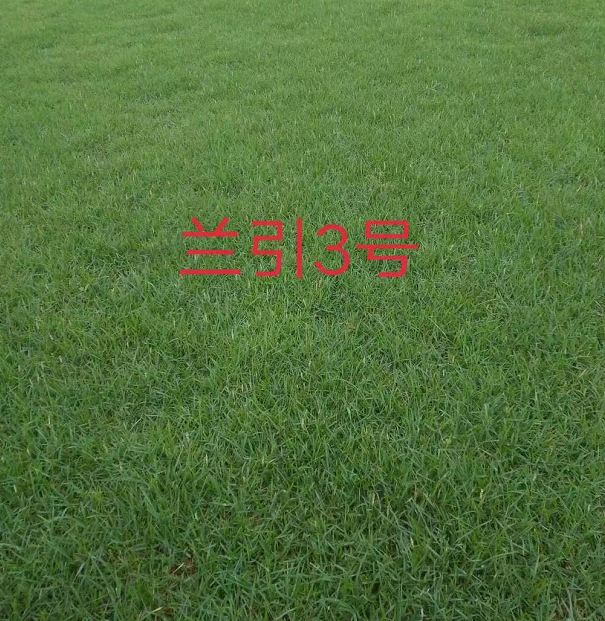 蘭引三號圖片/蘭引三號樣板圖 (2)
