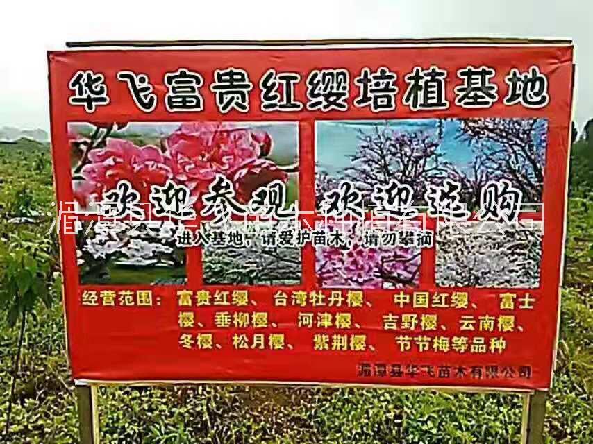 遵义樱花优质种植基地供应批发报价电话图片