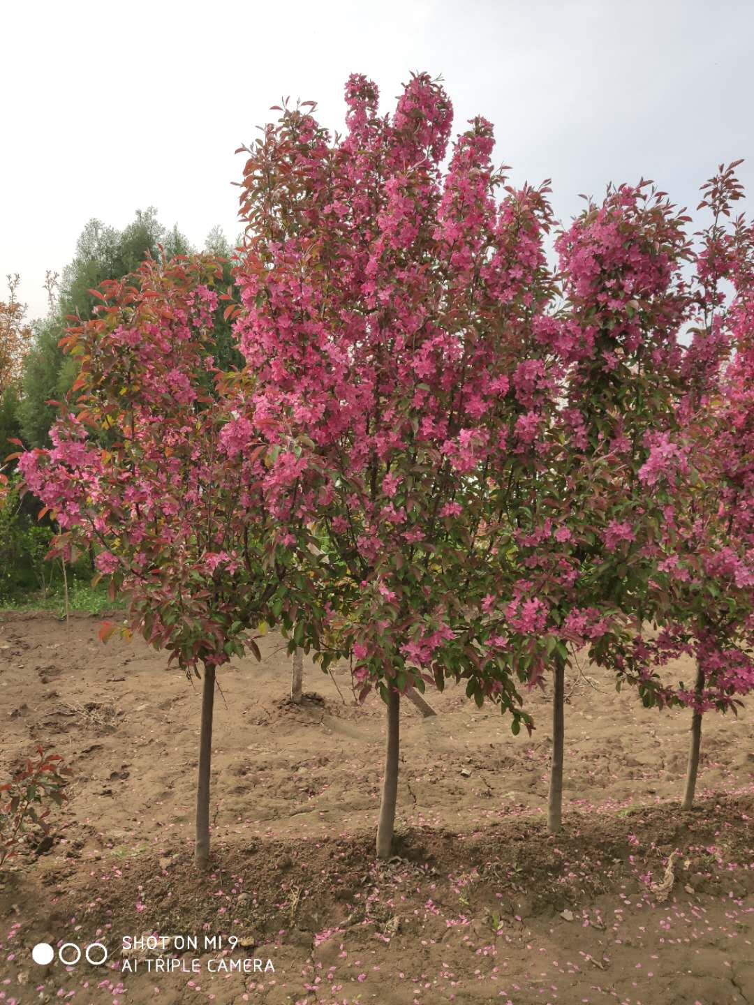 絢麗海棠圖片/絢麗海棠樣板圖 (3)