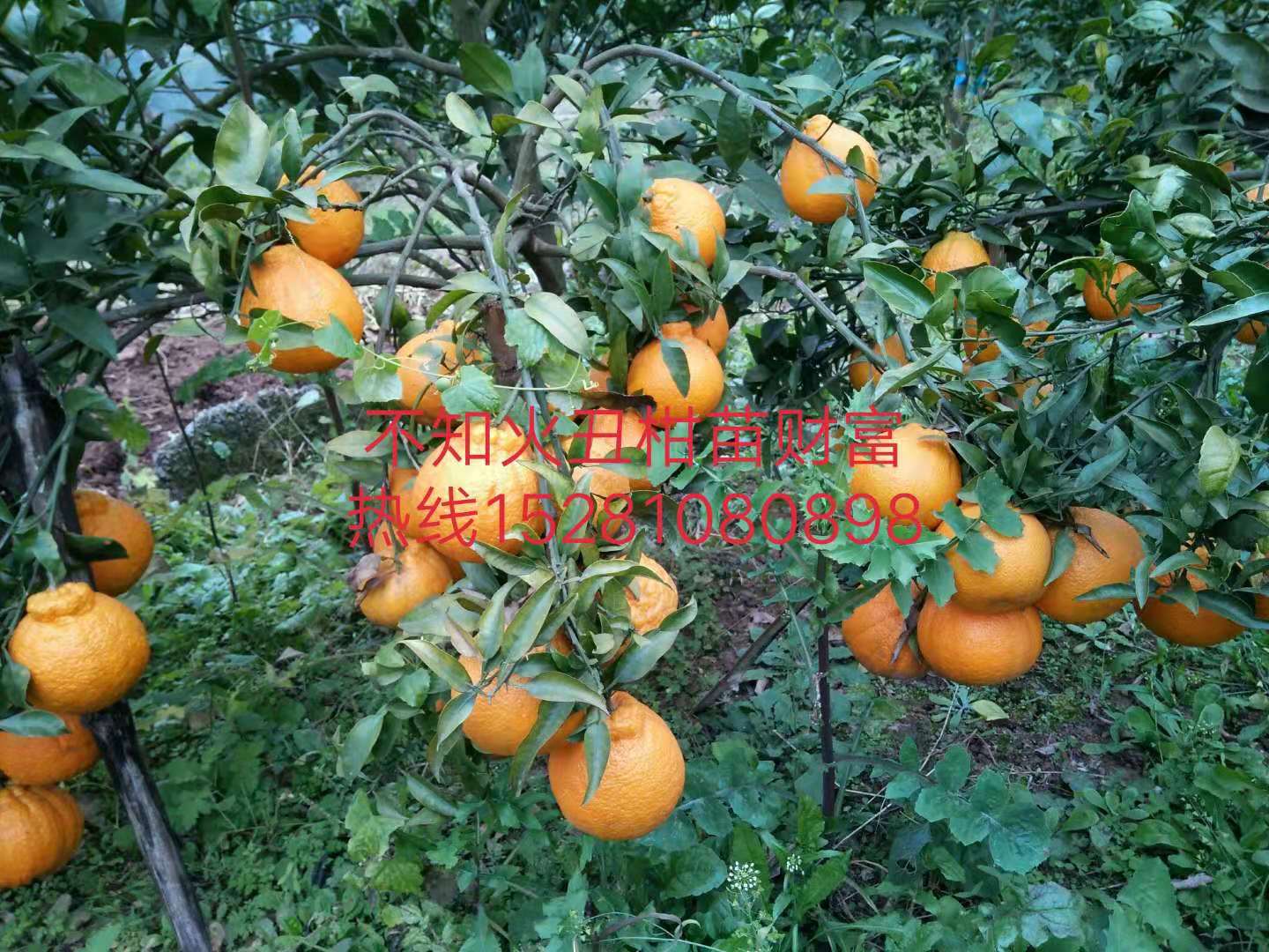 丑柑苗圖片/丑柑苗樣板圖 (2)