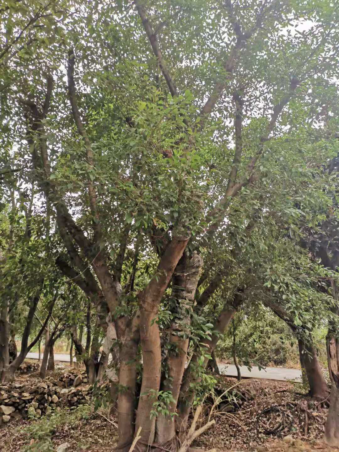 小葉榕圖片/小葉榕樣板圖 (3)