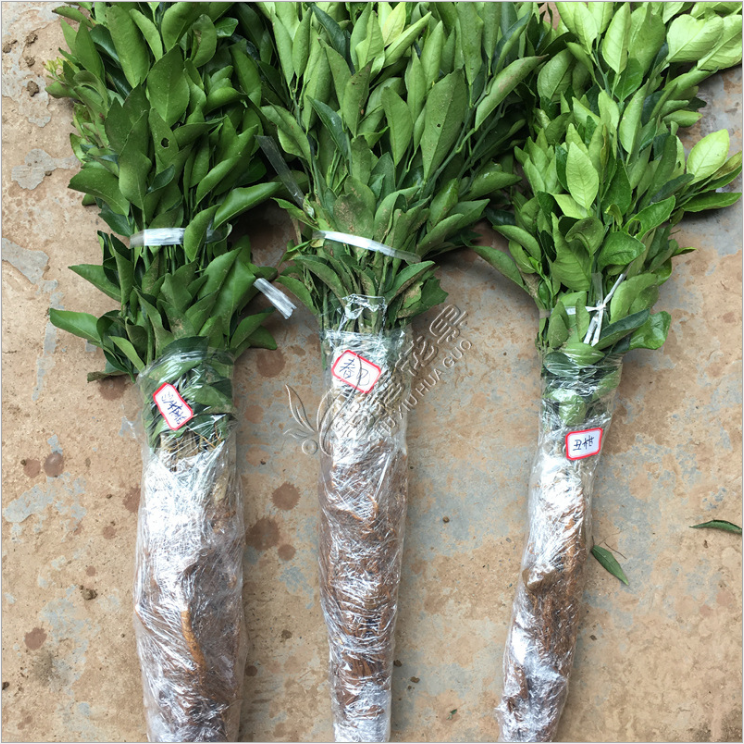 南方沙糖桔樹苗早晚熟金秋砂糖桔苗南北方種植無(wú)核冰糖橘十月桔苗 砂糖橘