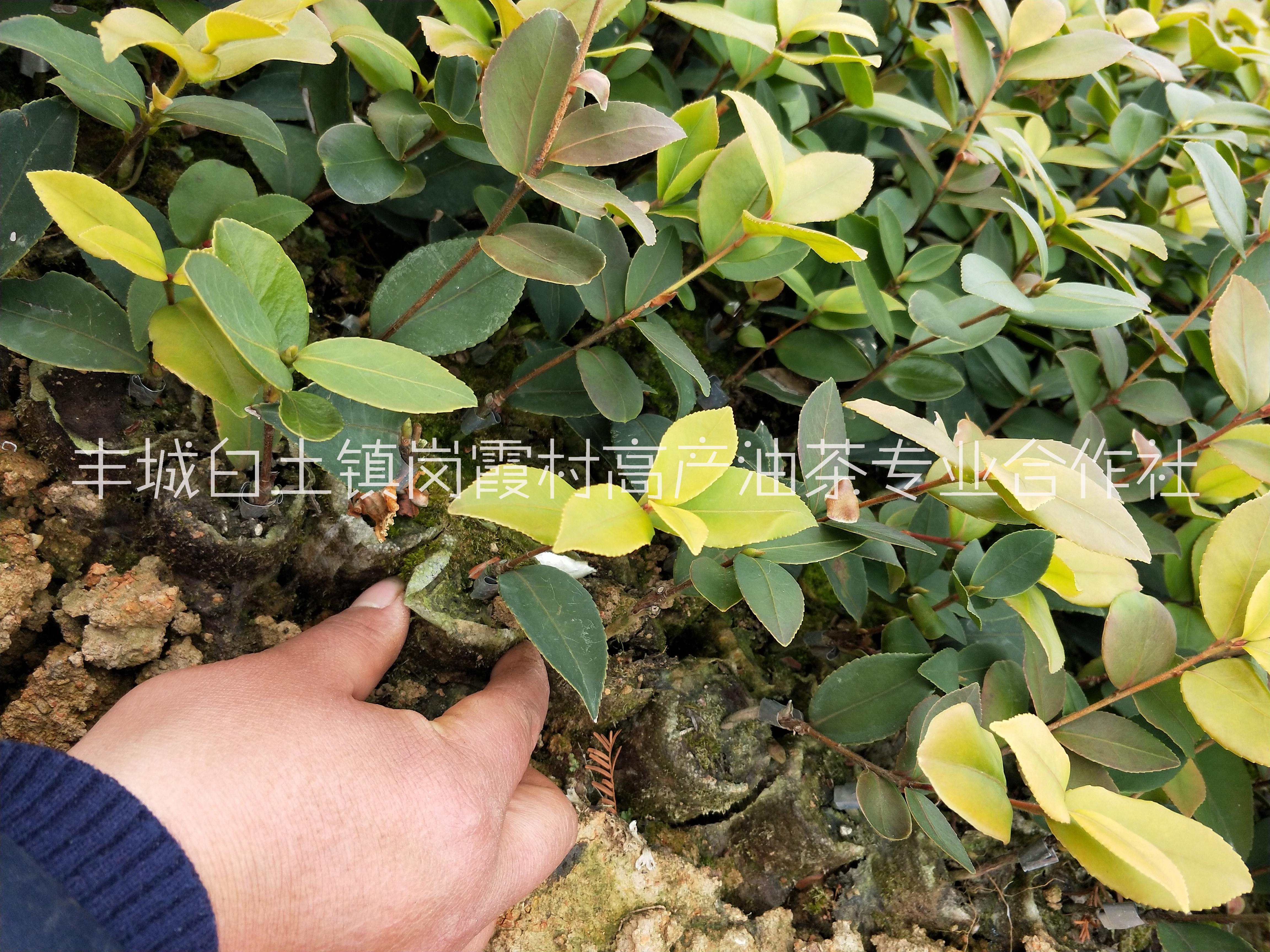 高产油茶苗优质油茶苗 长林系列高产油茶苗