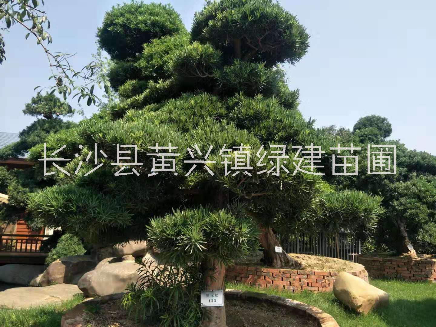 毕节市造型罗汉松批发价，毕节专业栽培造型罗汉松种植基地，毕节市哪里有造型罗汉松订购