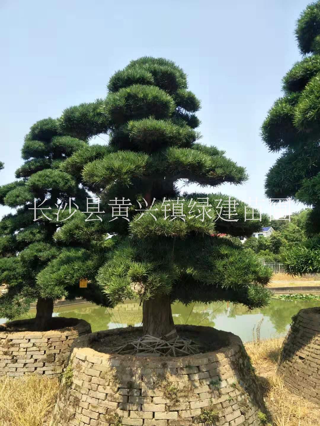 安顺优质造型罗汉松订购电话，安顺哪里有造型罗汉松种植基地，安顺造型罗汉松苗场/苗圃电话