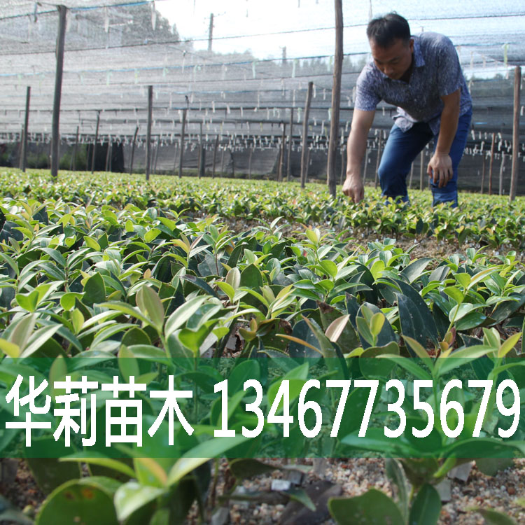 湘潭市油茶苗厂家油茶苗报价 油茶苗批发 油茶苗供应商 油茶苗生产厂家 油茶苗哪家好 油茶苗直销