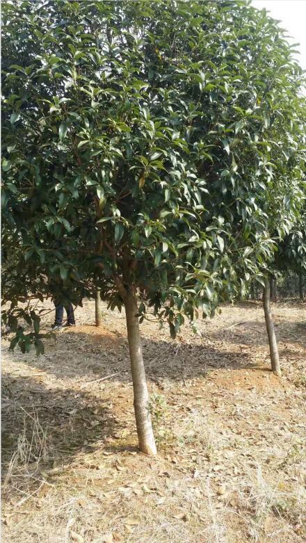 湖北鐘祥桂花圖片/湖北鐘祥桂花樣板圖 (1)