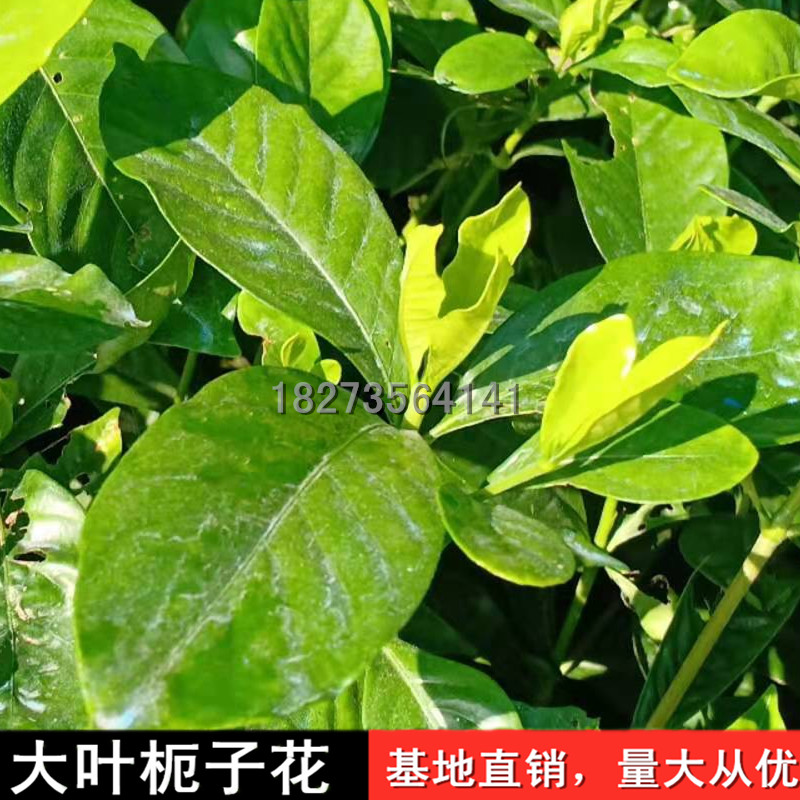 长期供应大叶栀子花小苗种植基地，株洲优质大叶栀子花苗批发价，株洲大叶栀子花供应商图片