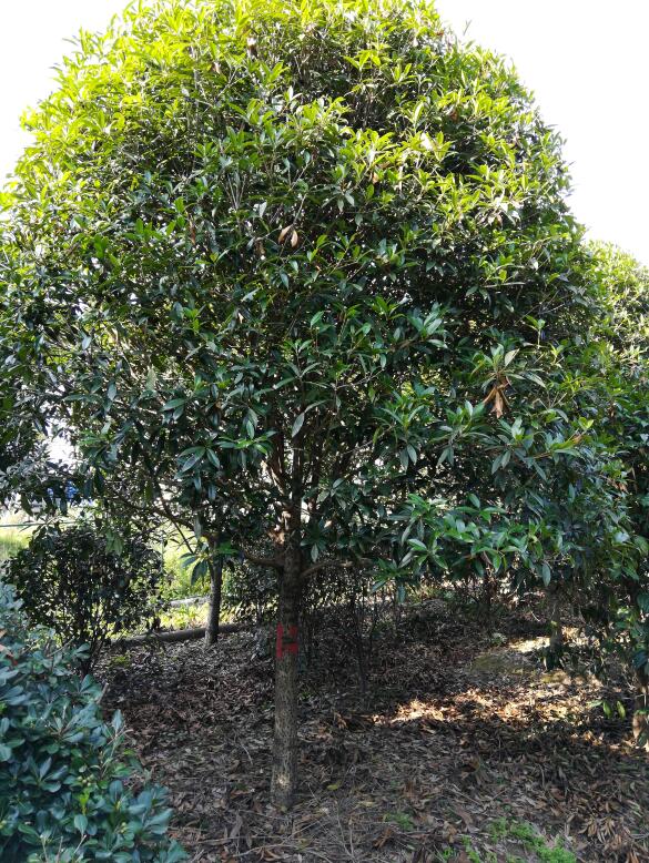 湖北鐘祥桂花圖片/湖北鐘祥桂花樣板圖 (2)