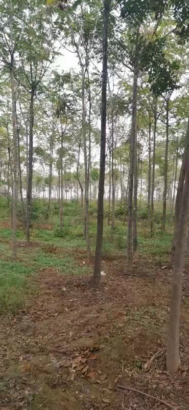 臭椿圖片/臭椿樣板圖 (3)