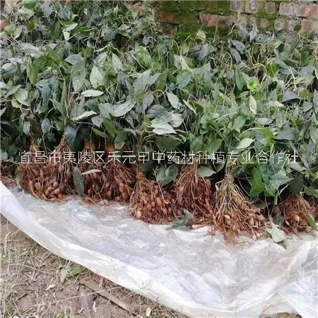 金果欖地苦膽青牛膽種苗種子塊莖圖片/金果欖地苦膽青牛膽種苗種子塊莖樣板圖 (4)