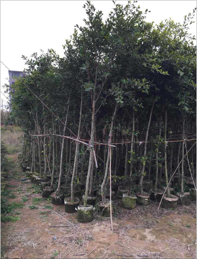 小葉榕圖片/小葉榕樣板圖 (3)