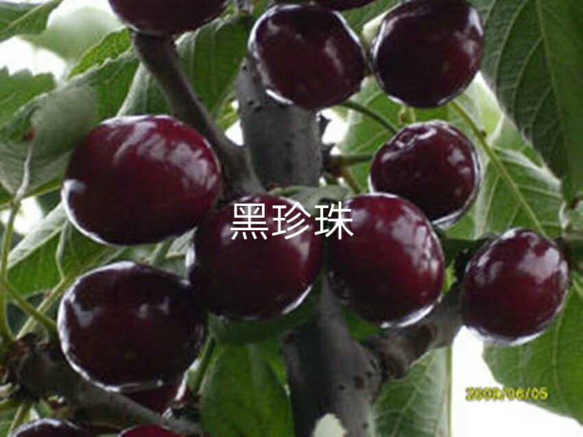 櫻桃苗廠家圖片/櫻桃苗廠家樣板圖 (2)