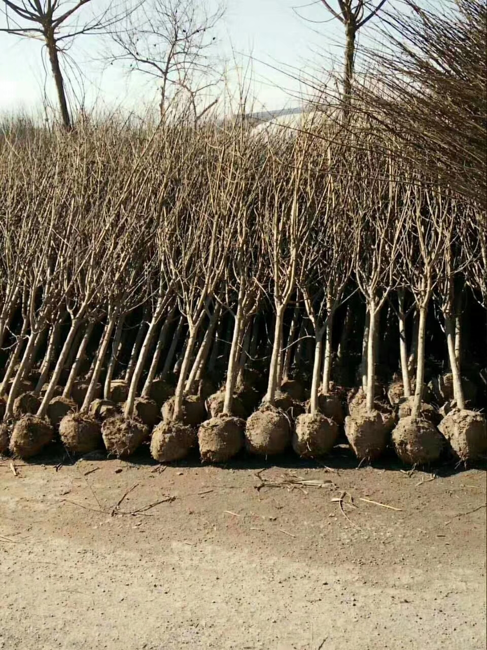 石榴苗供應圖片