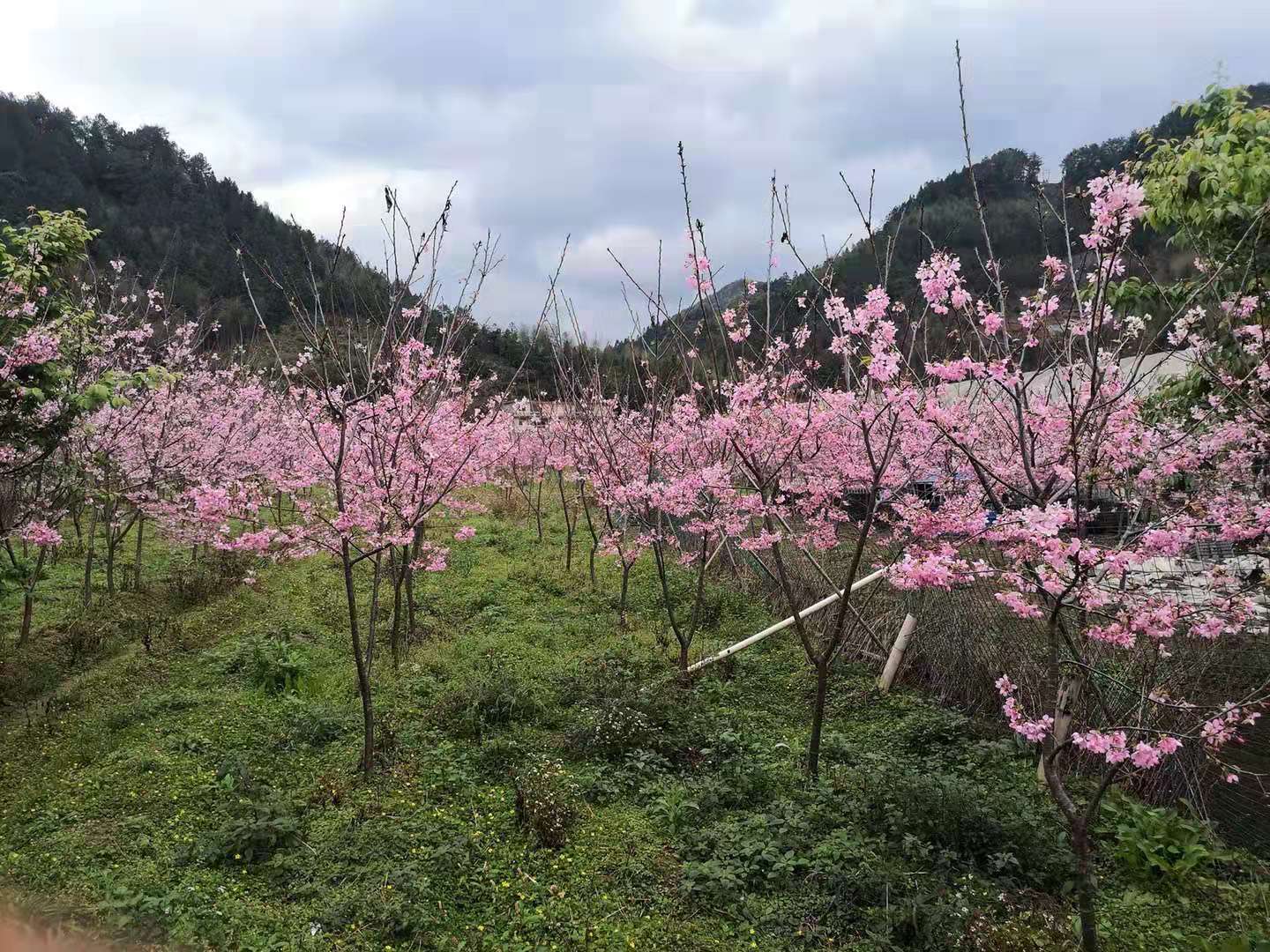 三明市江苏红粉佳人樱花厂家