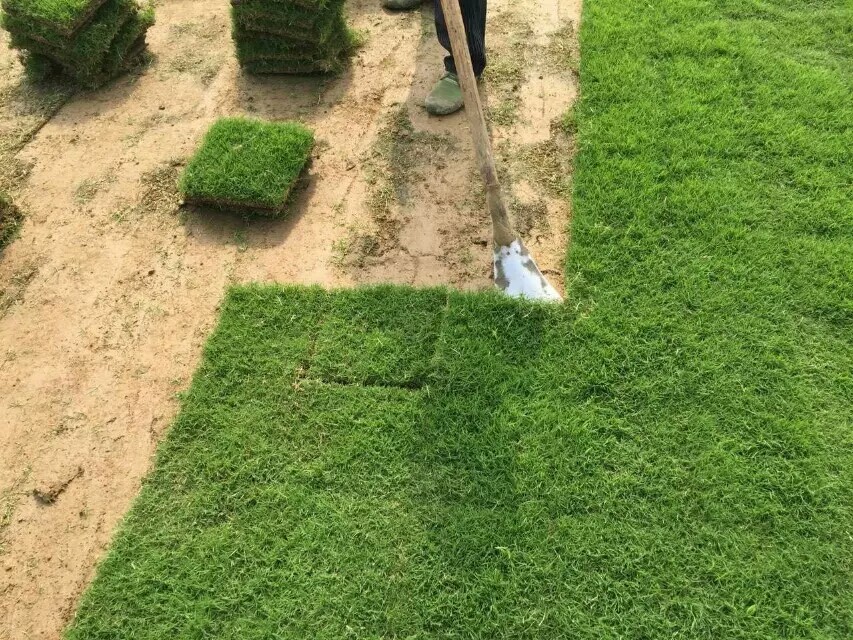 矮生百慕大草坪圖片/矮生百慕大草坪樣板圖 (4)