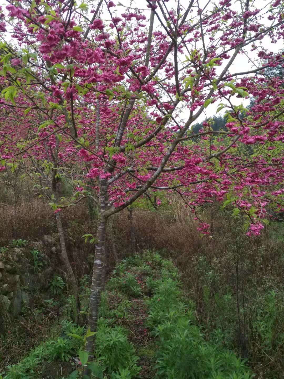 三明市江西台湾牡丹樱花厂家江西台湾牡丹樱花、种植、基地、批发【福建三明牡丹樱花专业种植】