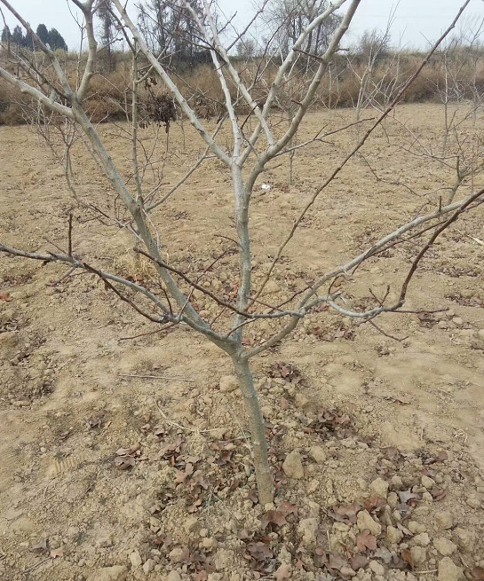 山楂樹圖片/山楂樹樣板圖 (1)