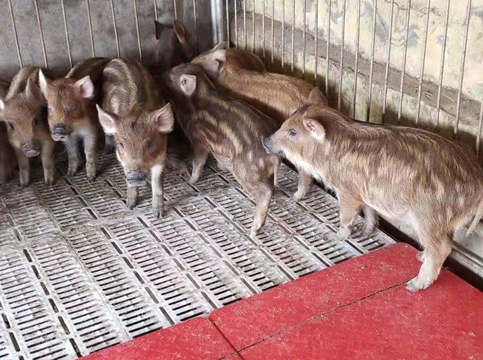 農(nóng)村致富新項目*養(yǎng)殖 養(yǎng)殖技術(shù) 補貼扶持【山東軒寧珍禽養(yǎng)殖有限公司】