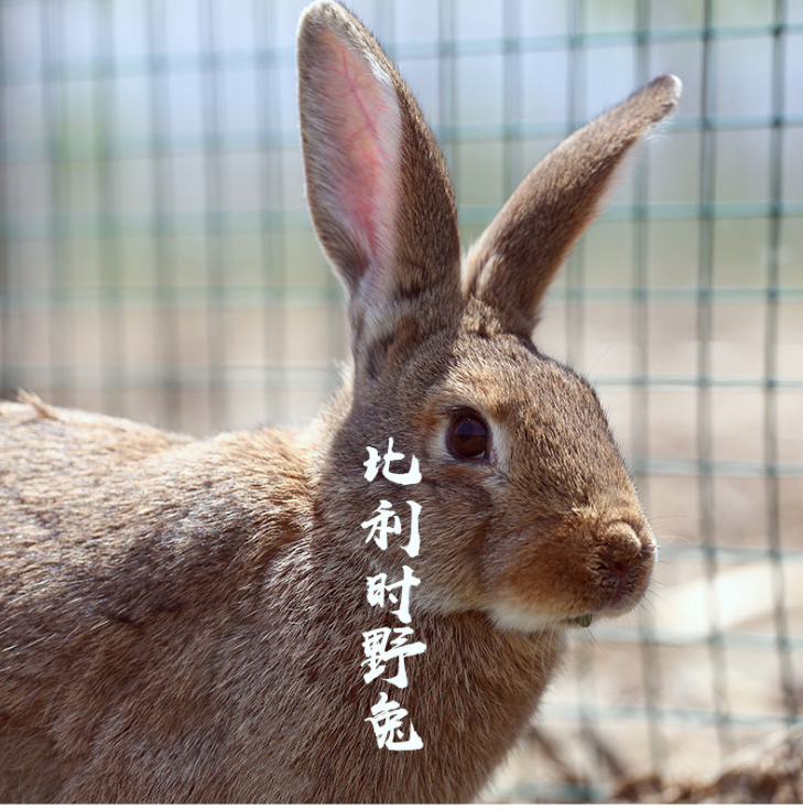 野兔養(yǎng)殖圖片/野兔養(yǎng)殖樣板圖 (3)