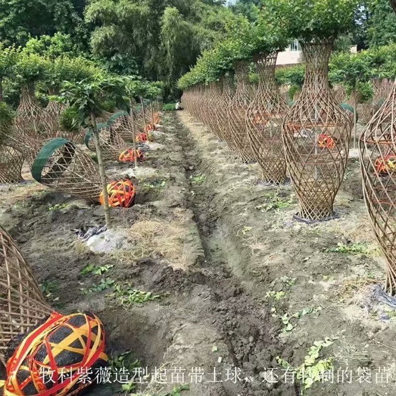 紫薇圖片/紫薇樣板圖 (4)